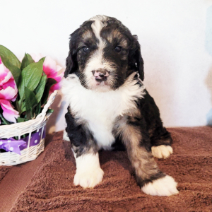Bernedoodle Puppy Benji
