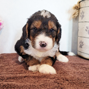 Bernedoodle Puppy Brock