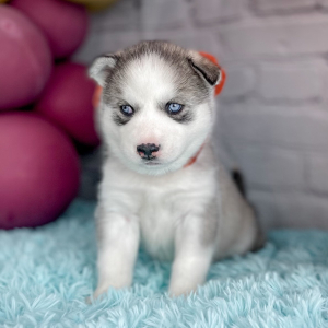 Siberian Husky Puppy Catherine