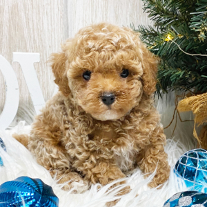 Poodle Puppy Cody