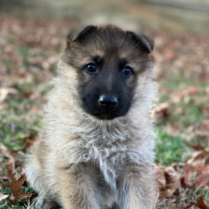 German Shepherd Dog Puppy Buddy