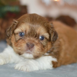 Shih Tzu Puppy Aiden