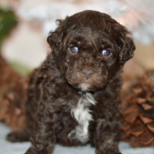 Poodle Puppy Spencer