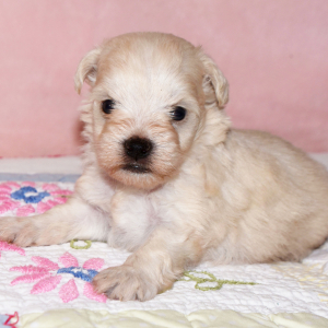 Miniature Schnauzer Puppy Slater