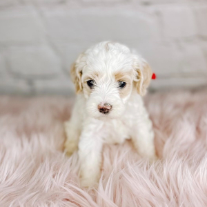 Cockapoo Puppy Sophie