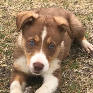 Border Collie Puppy Quinn