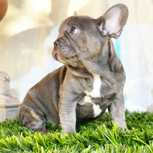 French Bulldog Puppy Beetle