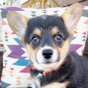 Pembroke Welsh Corgi Puppy Ellie