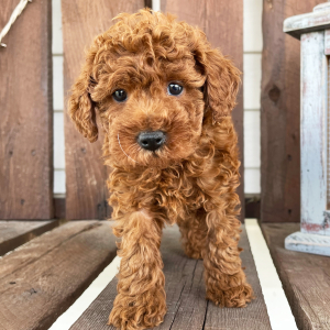 Poodle Puppy Karl