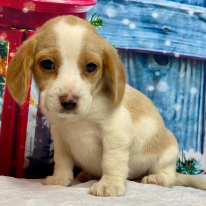 Beagle Puppy Aspen