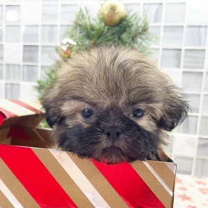 Shih Tzu Puppy Everest