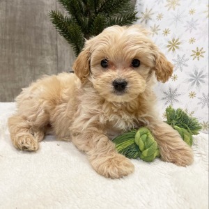 Goldendoodle Puppy Olly