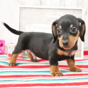 Dachshund Puppy Finn