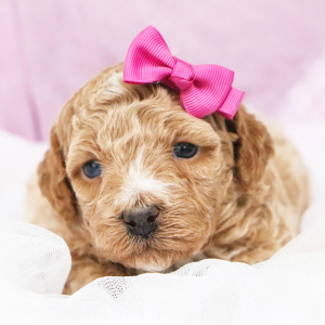 Bernedoodle Puppy Collette