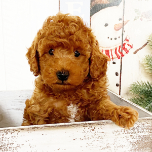 Poodle Puppy Rustey
