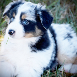 Australian Shepherd Puppy Cappy