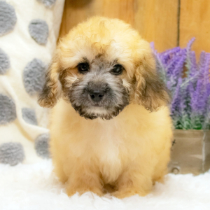 Shihpoo Puppy Ralph