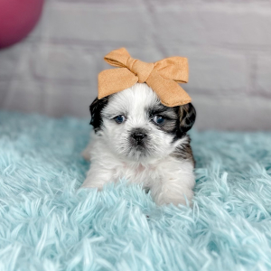 Shih Tzu Puppy Shannon