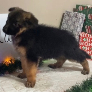 German Shepherd Dog Puppy Ada