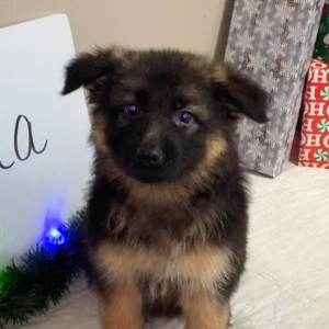 German Shepherd Dog Puppy Ada