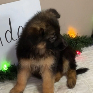 German Shepherd Dog Puppy Ada