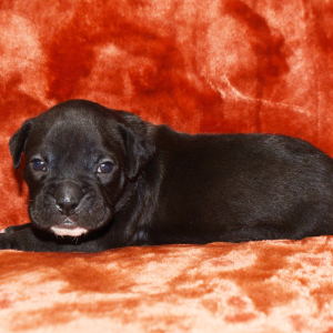 Boxer Puppy Blaire