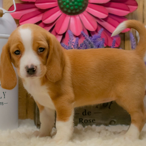 Beagle Puppy Bailey