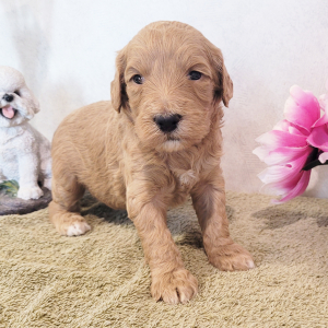 Goldendoodle Puppy Tanika