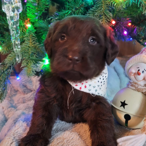 Labradoodle Puppy Holly
