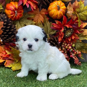Shichon Puppy Glenny