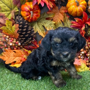 Havanese Puppy Valerie