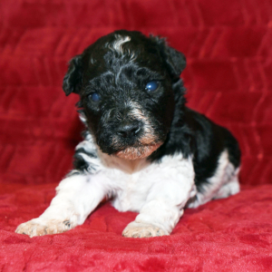 Miniature Schnauzer Puppy Hank