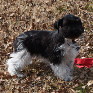 Miniature Schnauzer Puppy Hank