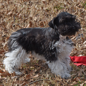 Miniature Schnauzer Puppy Hank