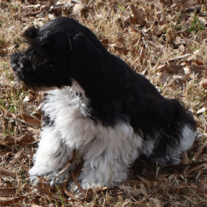 Miniature Schnauzer Puppy Hank