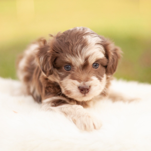 Aussiedoodle Puppy Apollo
