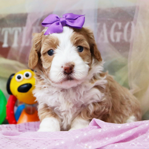 Bernedoodle Puppy Tiana