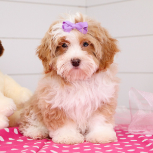 Bernedoodle Puppy Tiana