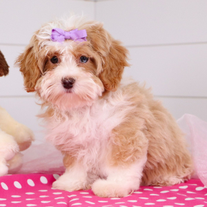 Bernedoodle Puppy Tiana