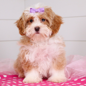 Bernedoodle Puppy Tiana