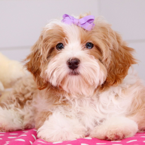 Bernedoodle Puppy Tiana