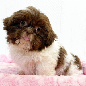 Shih Tzu Puppy Gianna