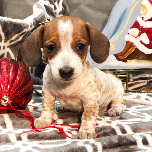 Dachshund Puppy Tryss
