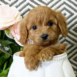 Goldendoodle Puppy Corny