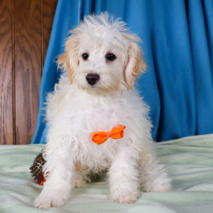 Havachon Puppy Lance