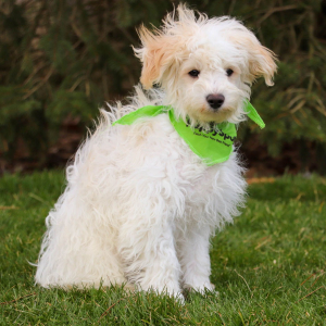 Havachon Puppy Lance