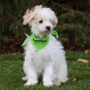 Havachon Puppy Lance