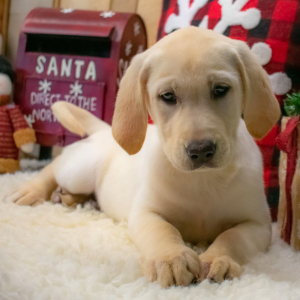 Labrador Retriever Puppy Scarlett