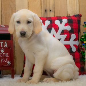 Labrador Retriever Puppy Scarlett