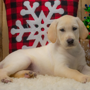 Labrador Retriever Puppy Scarlett